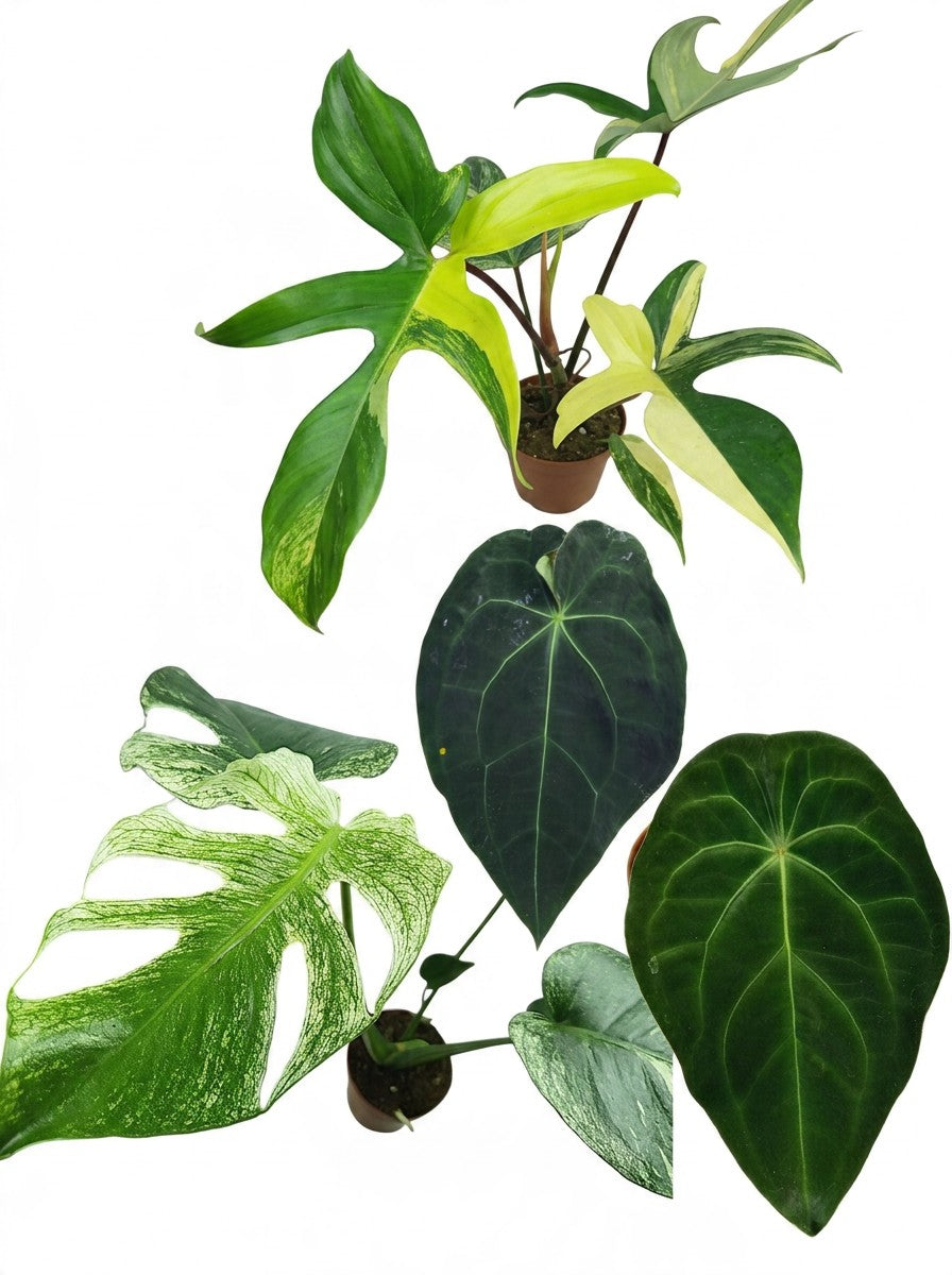 All Plants