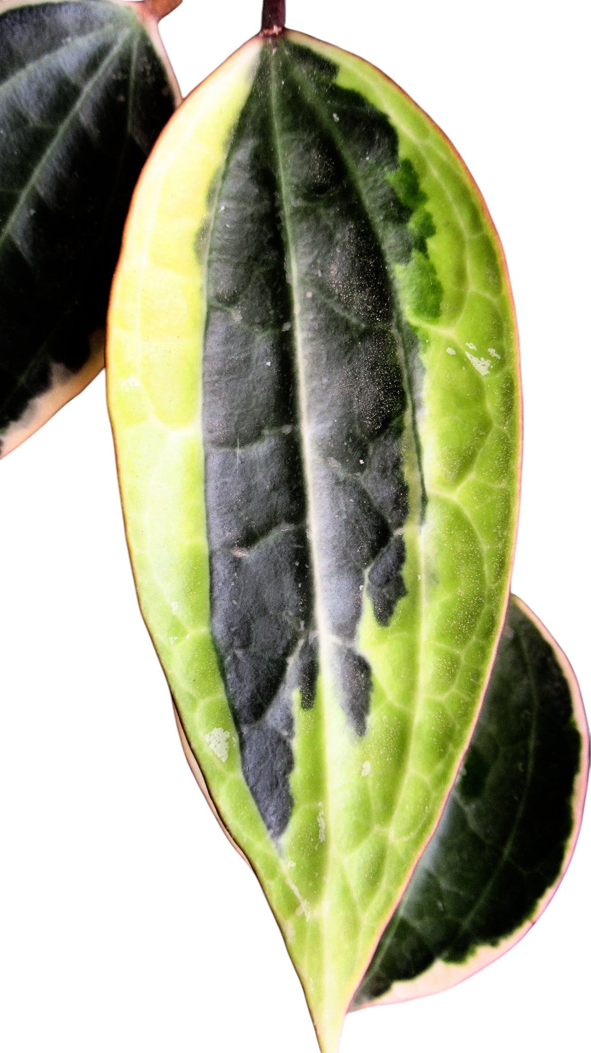 HOYA