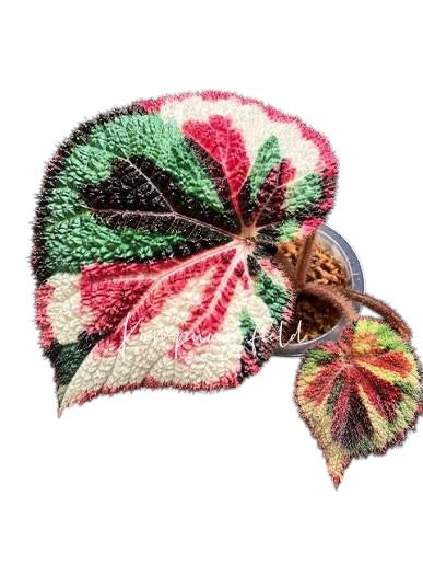BEGONIA