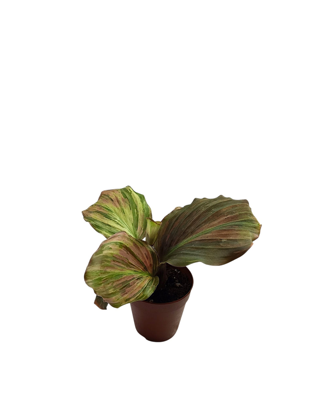 Kaempferia sp. Pink Variegated Ginger