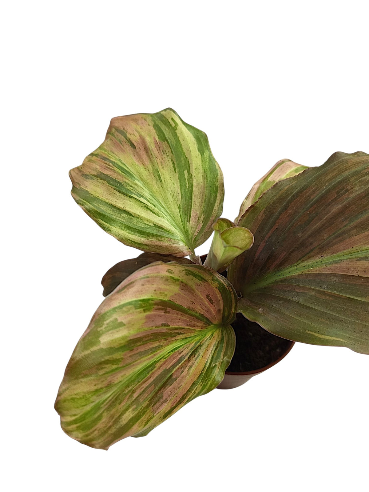 Kaempferia sp. Pink Variegated Ginger