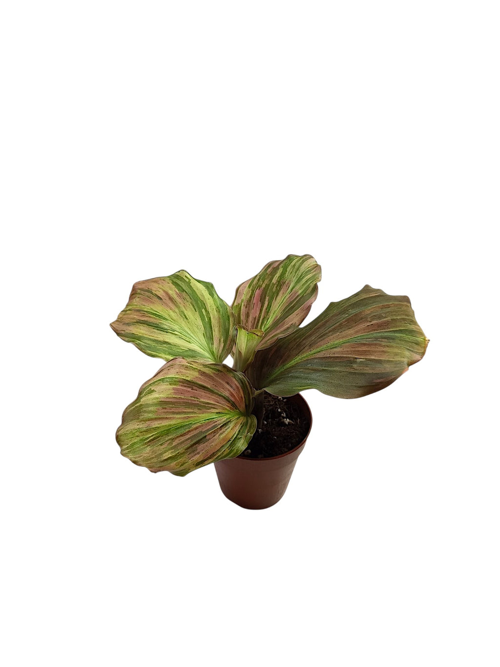 Kaempferia sp. Pink Variegated Ginger