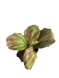 Kaempferia sp. Pink Variegated Ginger
