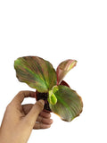 Kaempferia sp. Pink Variegated Ginger