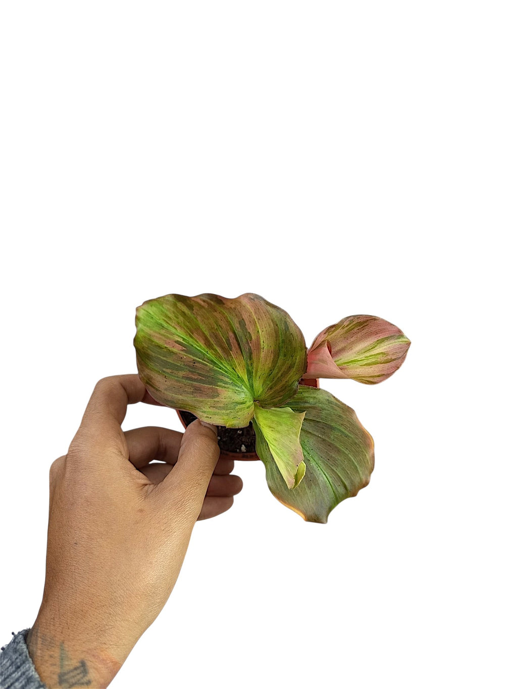 Kaempferia sp. Pink Variegated Ginger