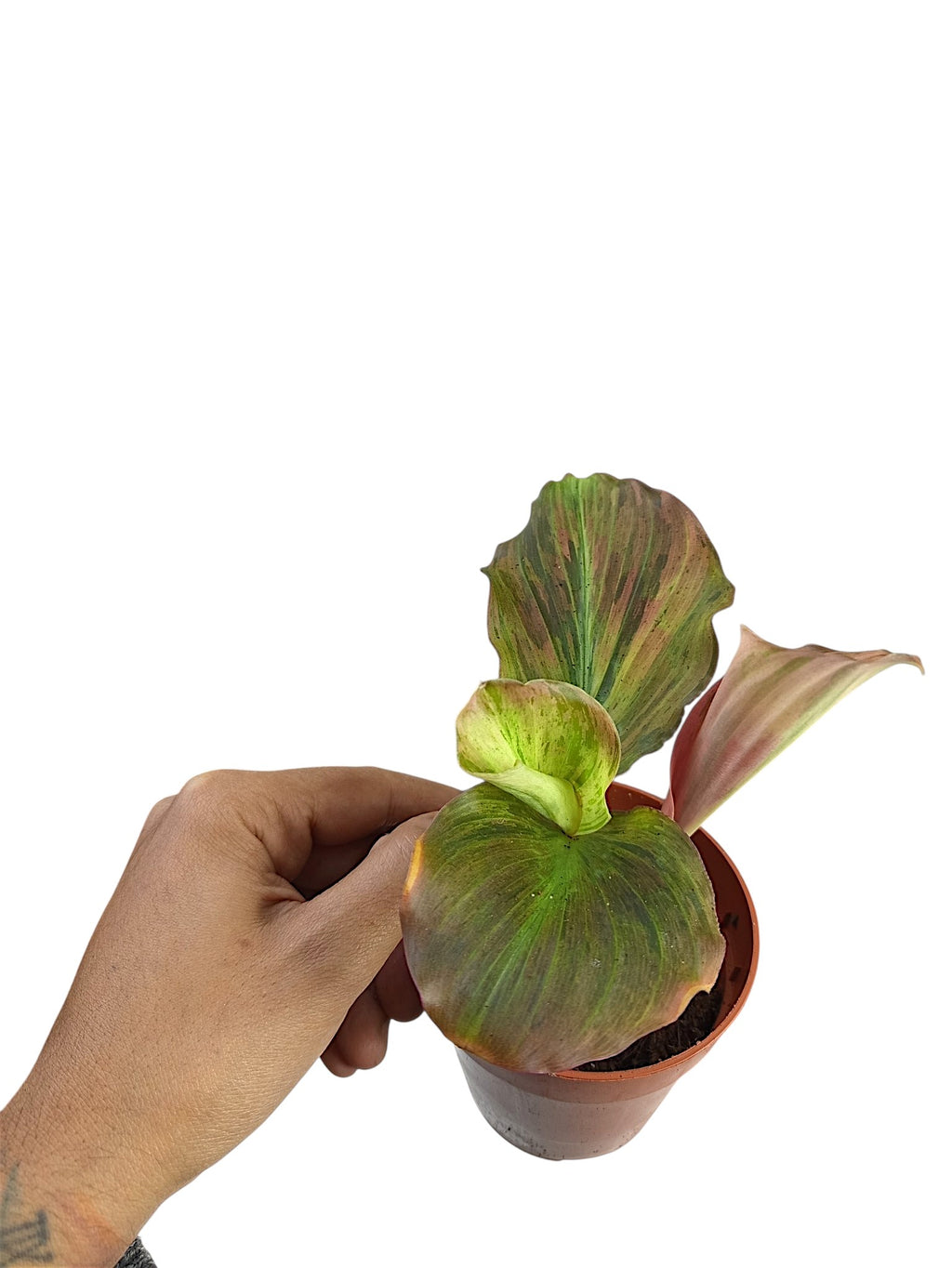 Kaempferia sp. Pink Variegated Ginger