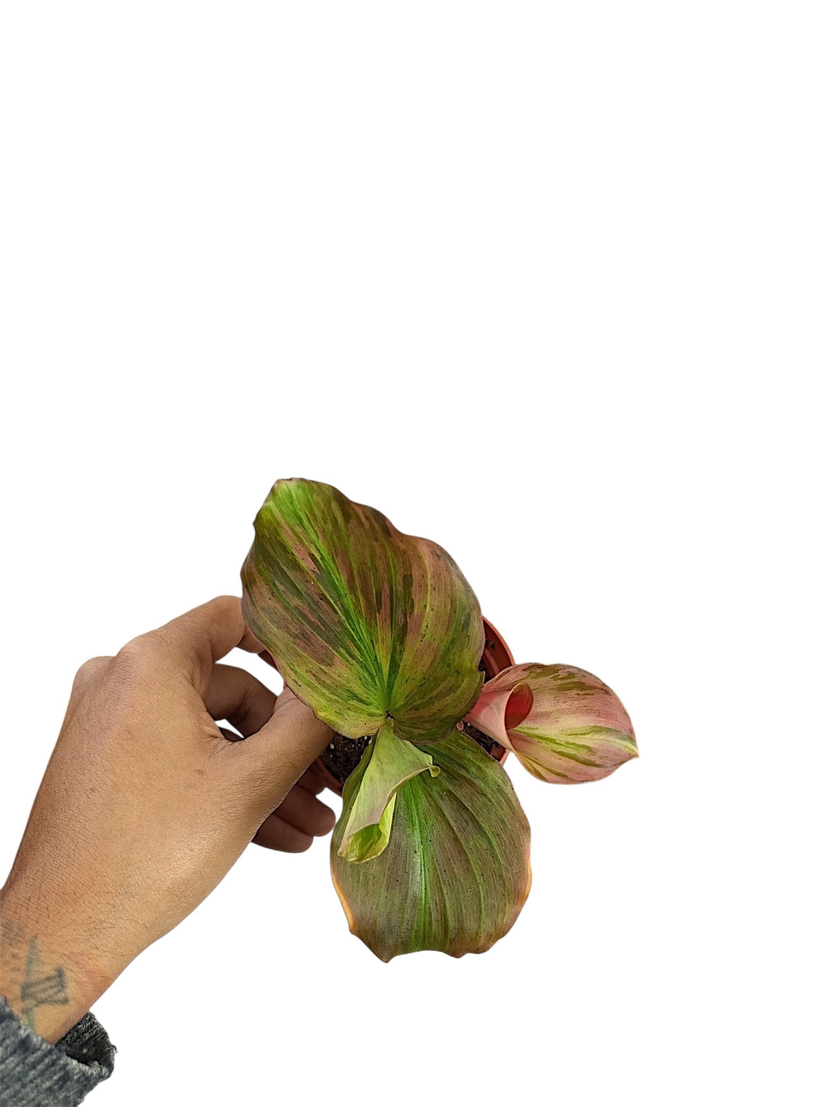 Kaempferia sp. Pink Variegated Ginger