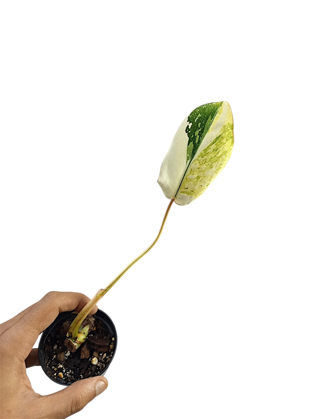 Philodendron Tricolour Gloriosum
