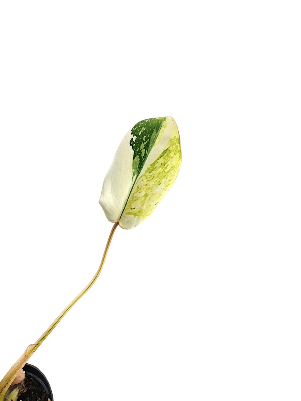 Philodendron Tricolour Gloriosum