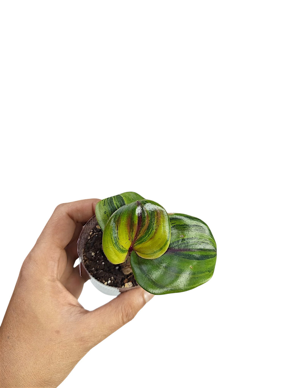 Geogenanthus ciliatus 'Aura Flame'