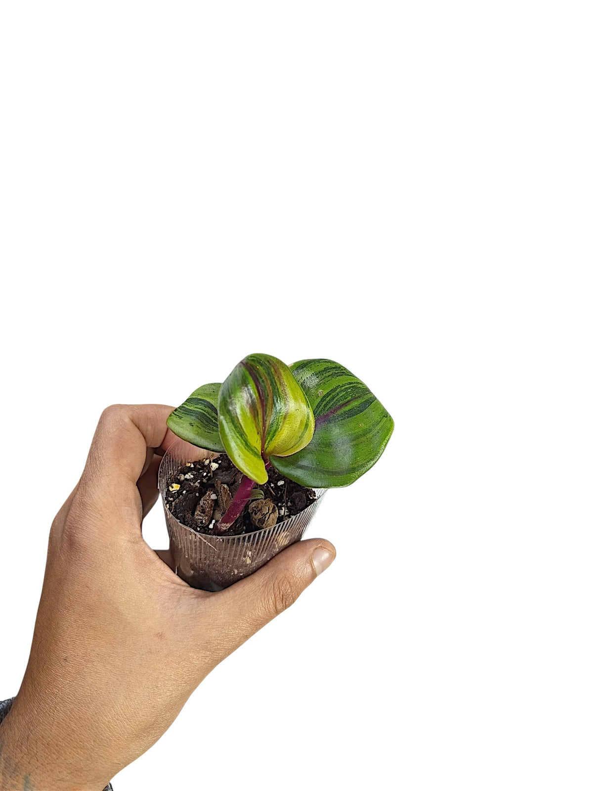 Geogenanthus ciliatus 'Aura Flame'