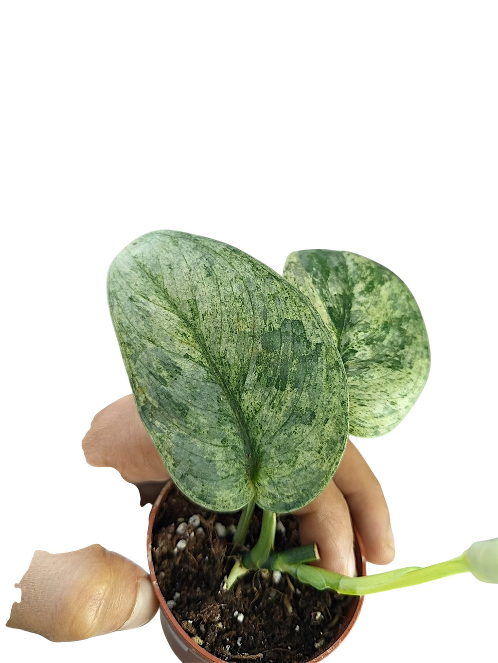 Scindapsus Jade Satin Marble Dark