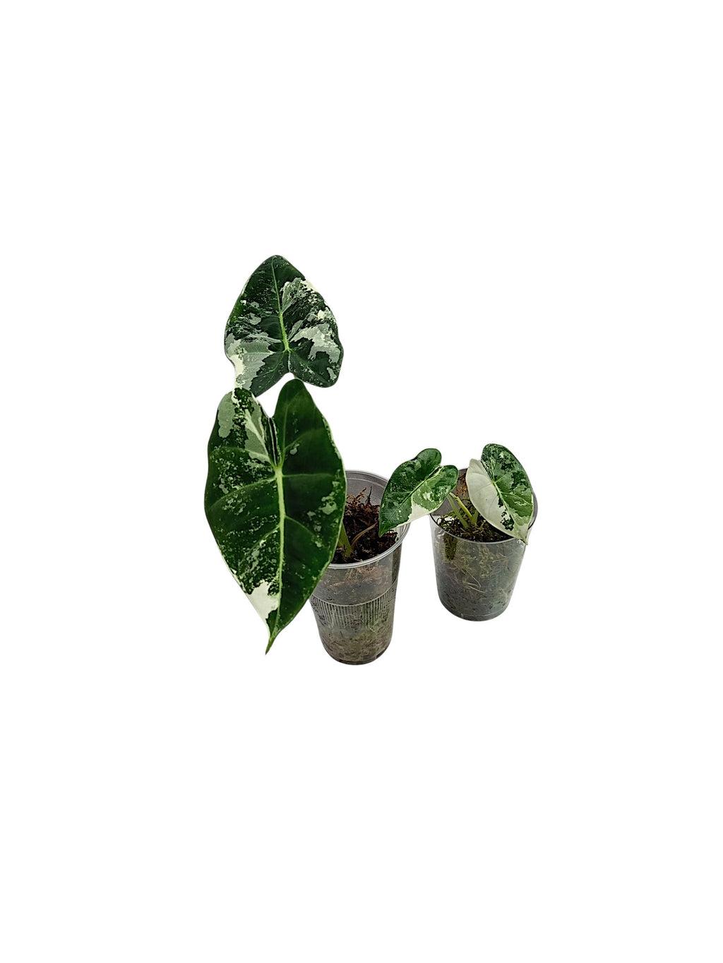 Alocasia Frydek Variegata