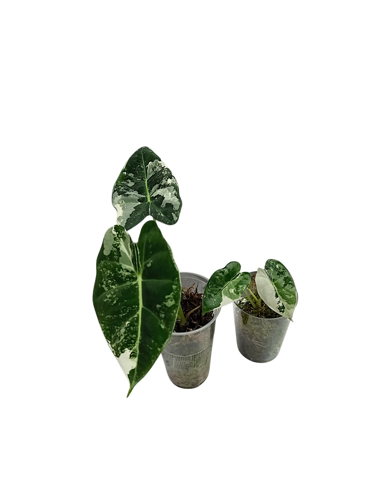 Alocasia Frydek Variegata