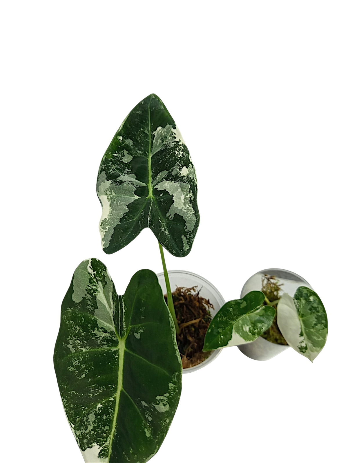 Alocasia Frydek Variegata
