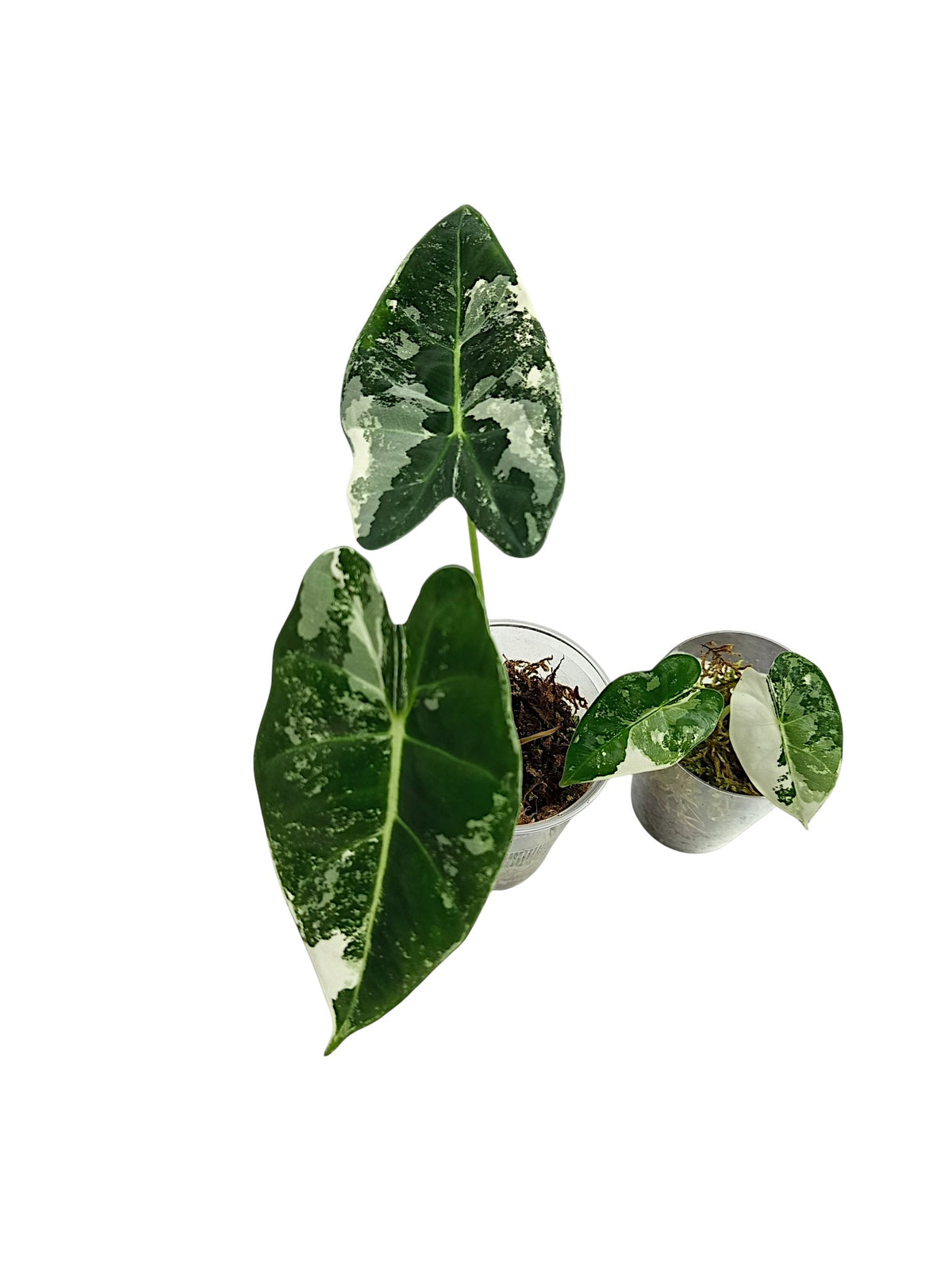 Alocasia Frydek Variegata