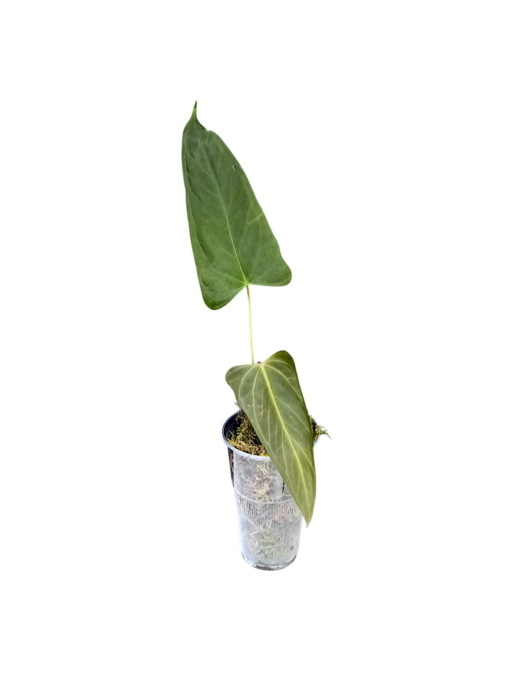 Anthurium Portillae HU x PapI Daniel Wing Ears