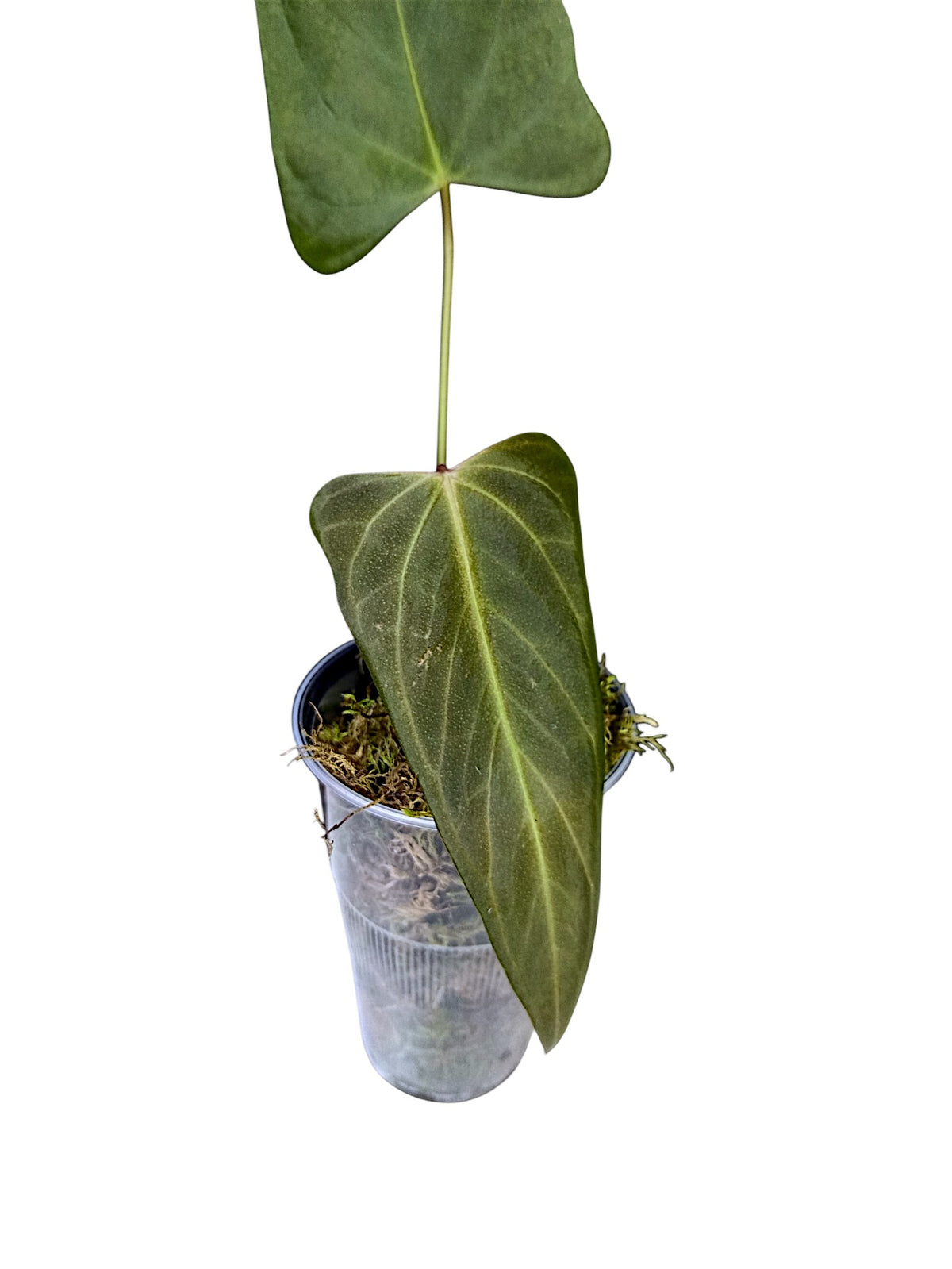 Anthurium Portillae HU x PapI Daniel Wing Ears