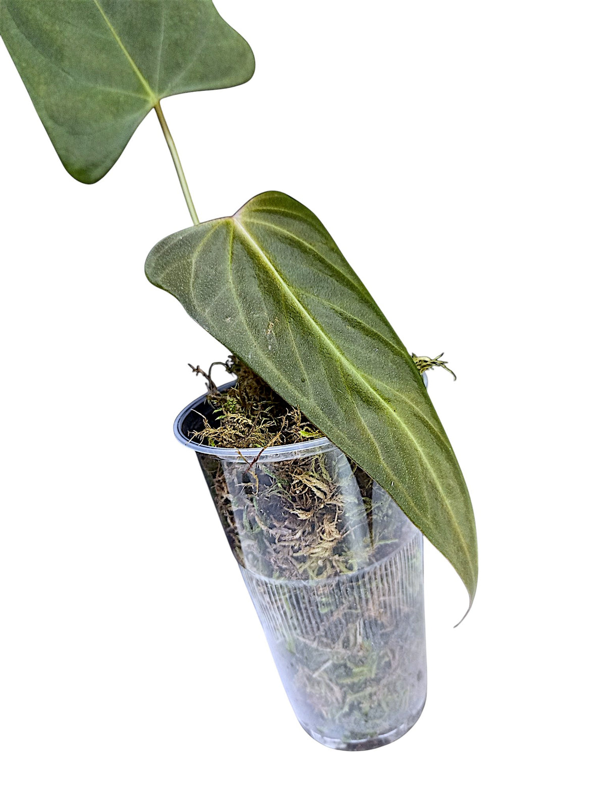 Anthurium Portillae HU x PapI Daniel Wing Ears
