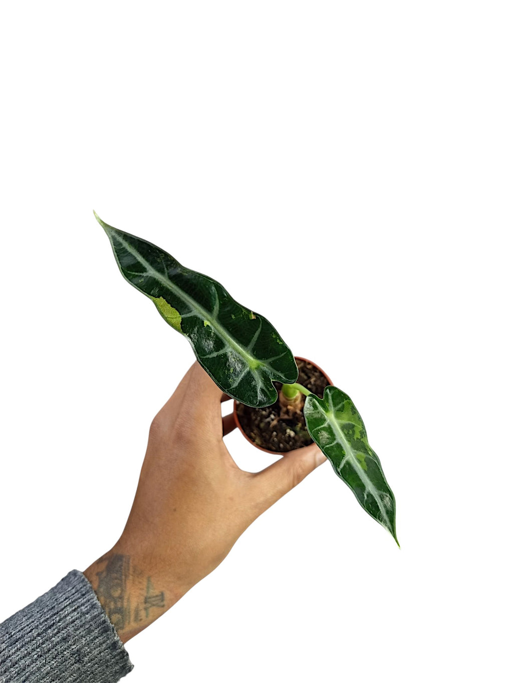 Alocasia Bambino Variegata