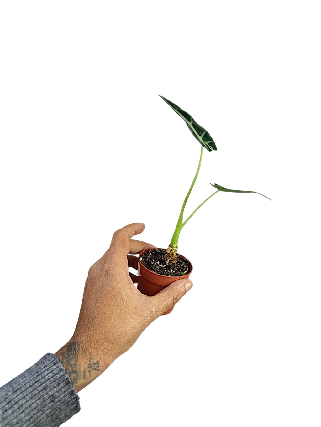 Alocasia Bambino Variegata