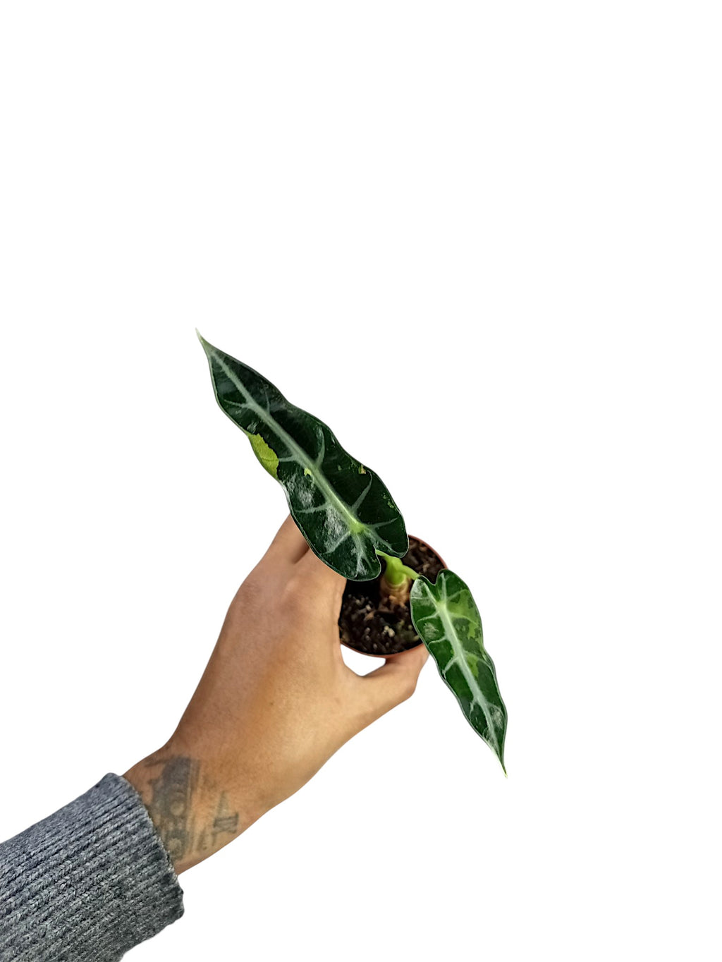 Alocasia Bambino Variegata