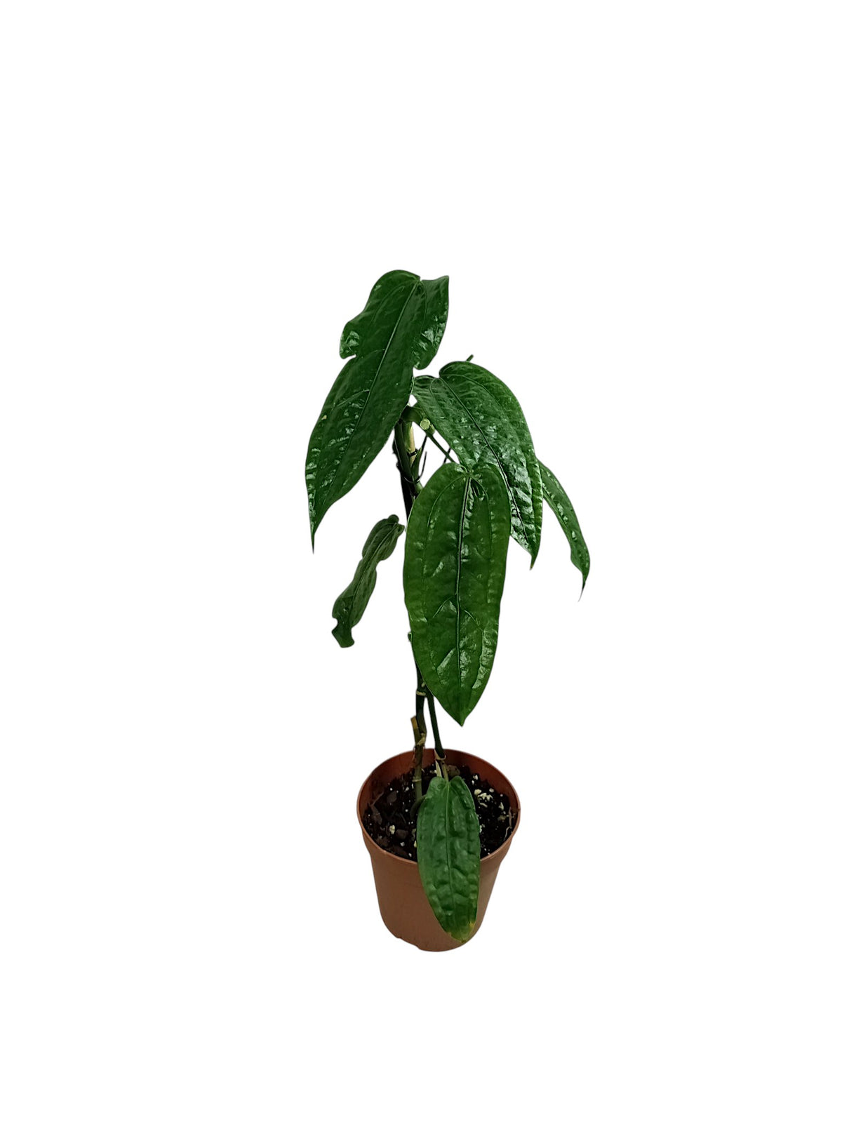 Anthurium sp. Limón