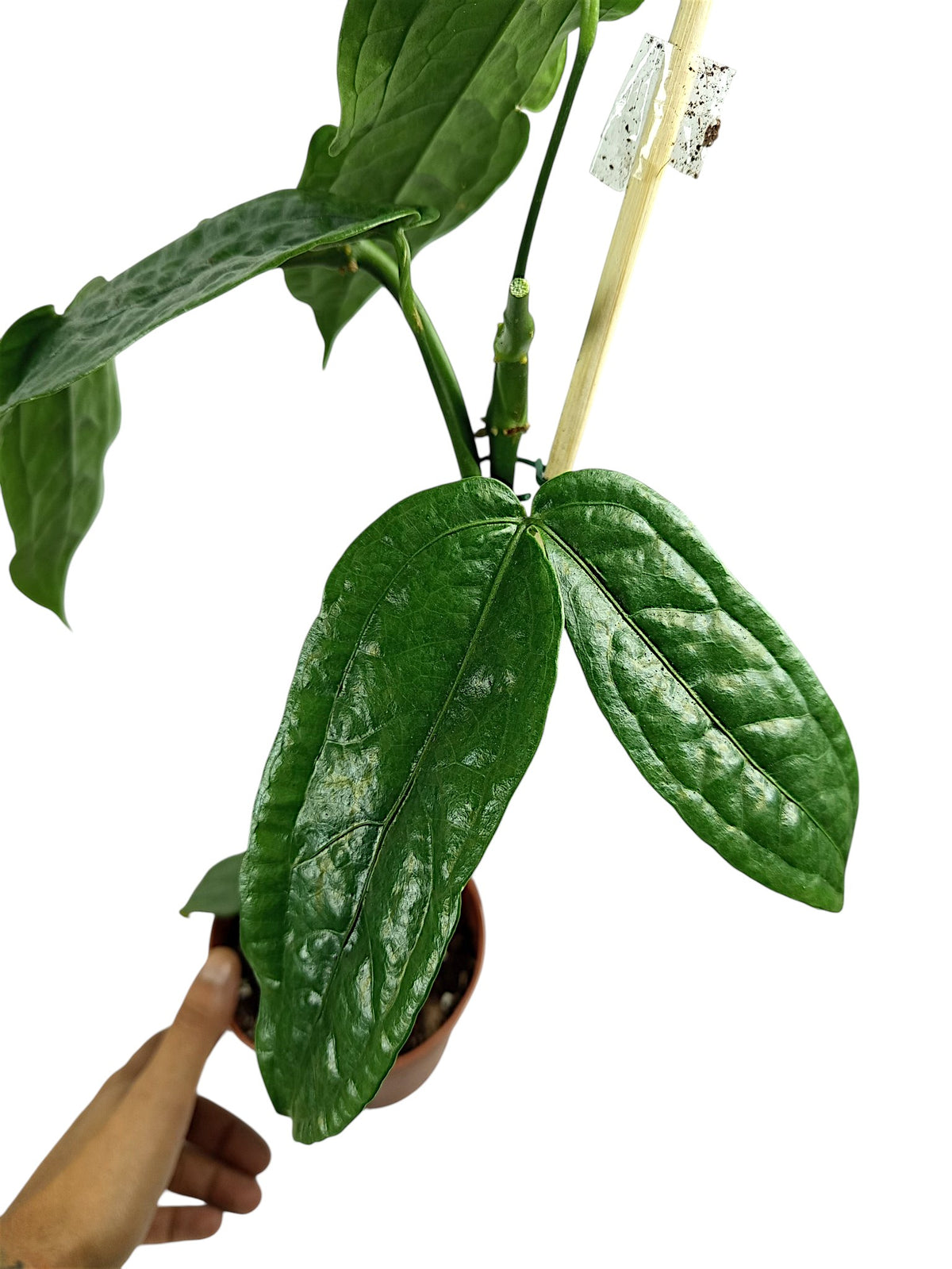 Anthurium sp. Limón