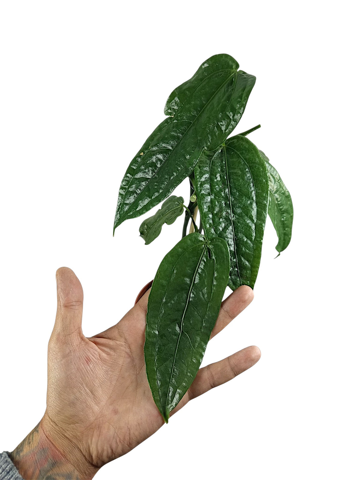 Anthurium sp. Limón
