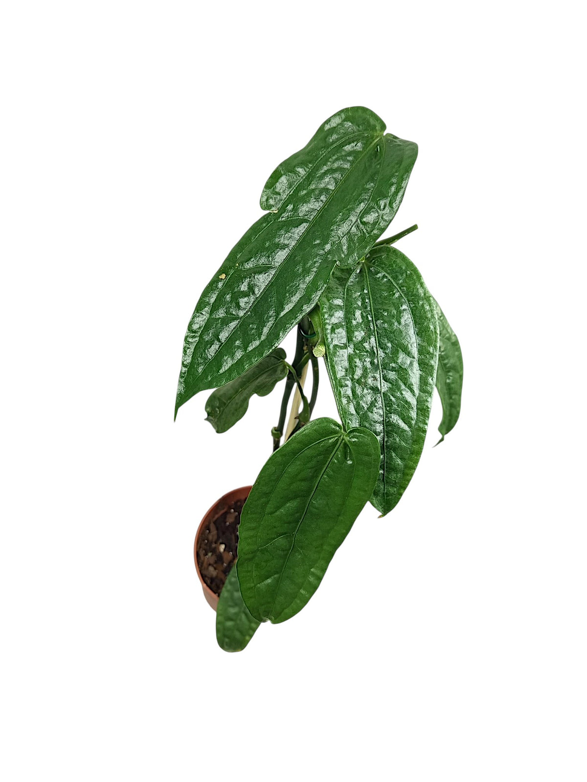 Anthurium sp. Limón