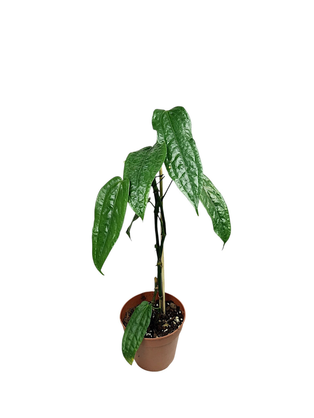 Anthurium sp. Limón