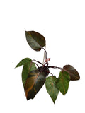 Philodendron Orange Princess