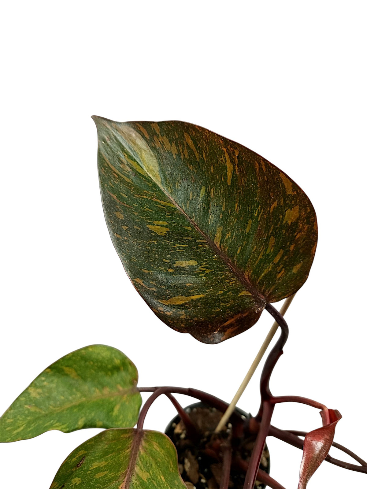 Philodendron Orange Princess