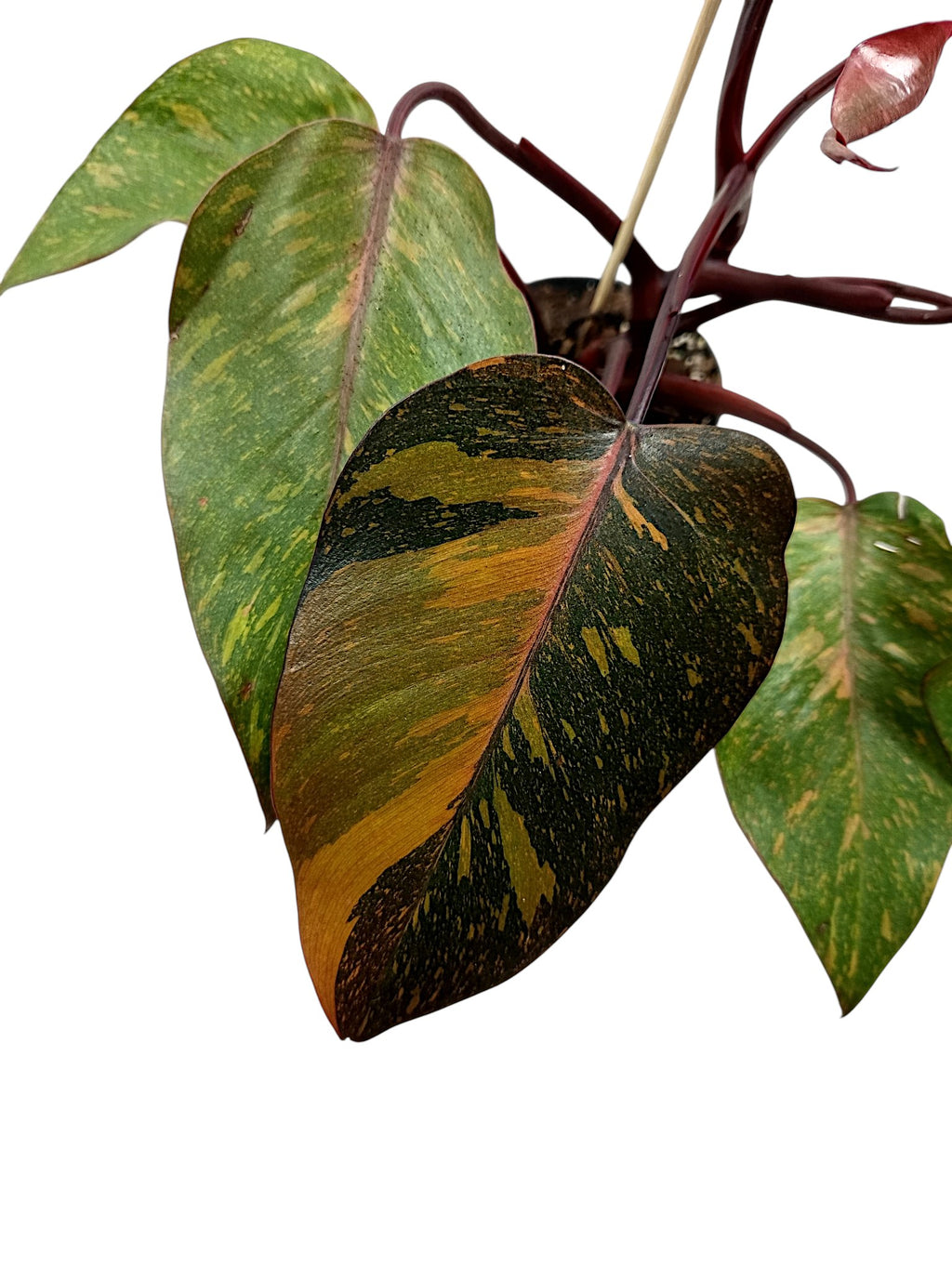Philodendron Orange Princess