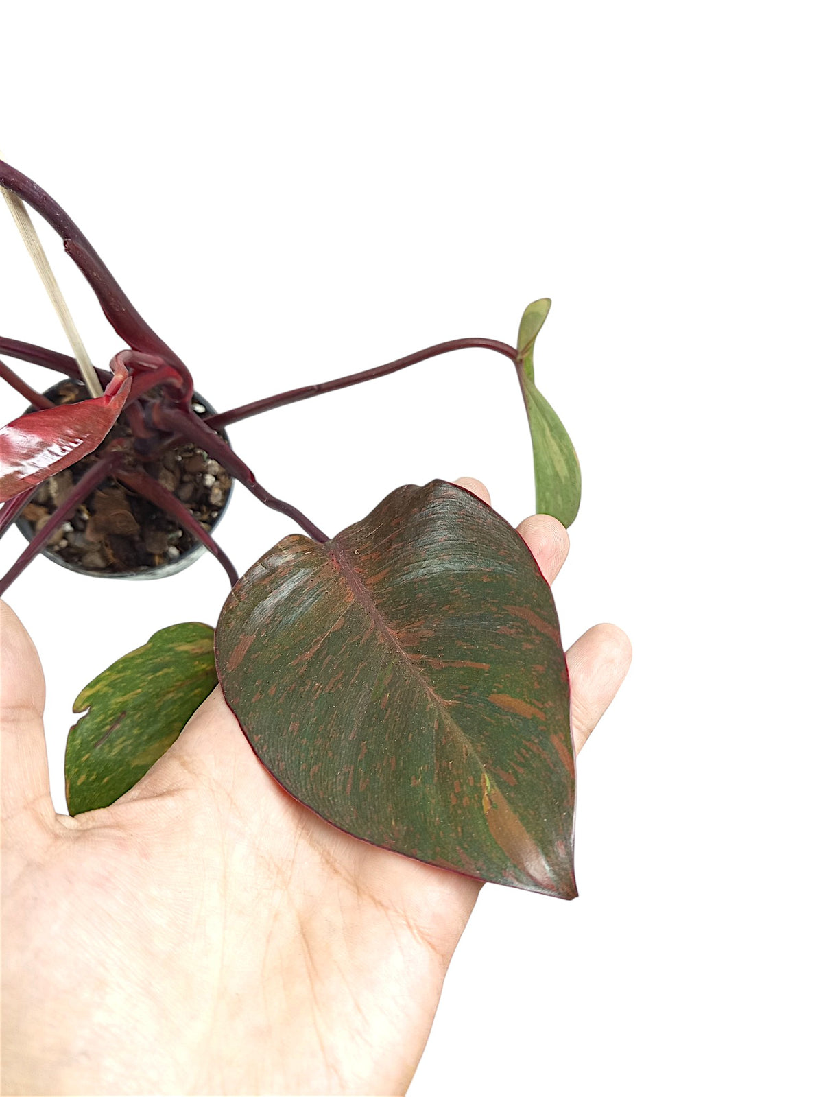 Philodendron Orange Princess