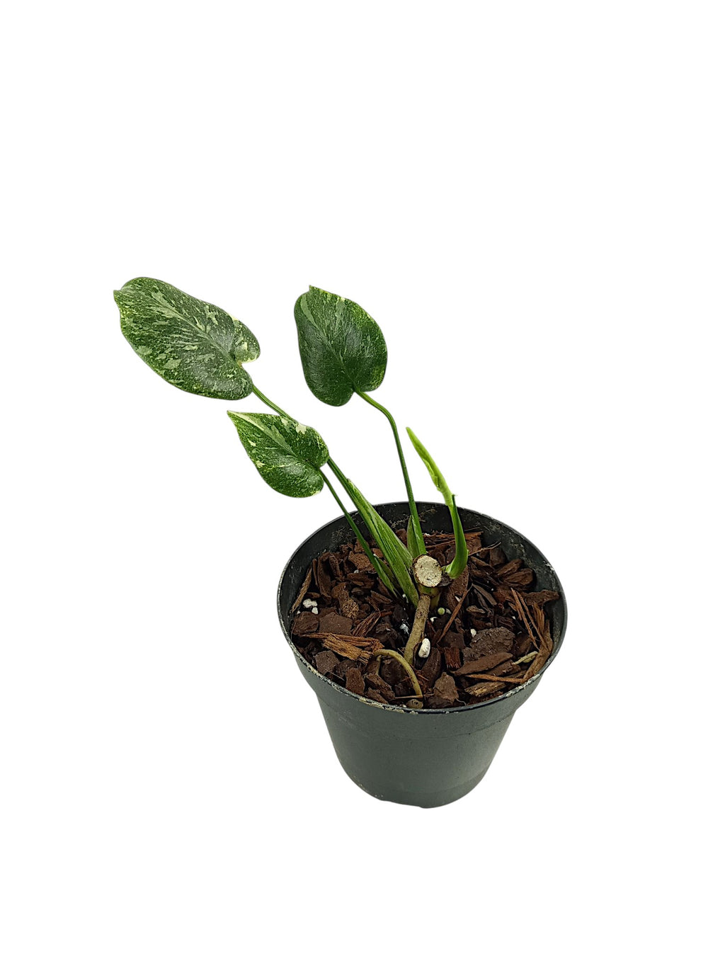 Monstera Thai Double Platinum