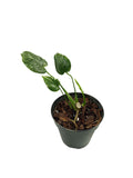 Monstera Thai Double Platinum