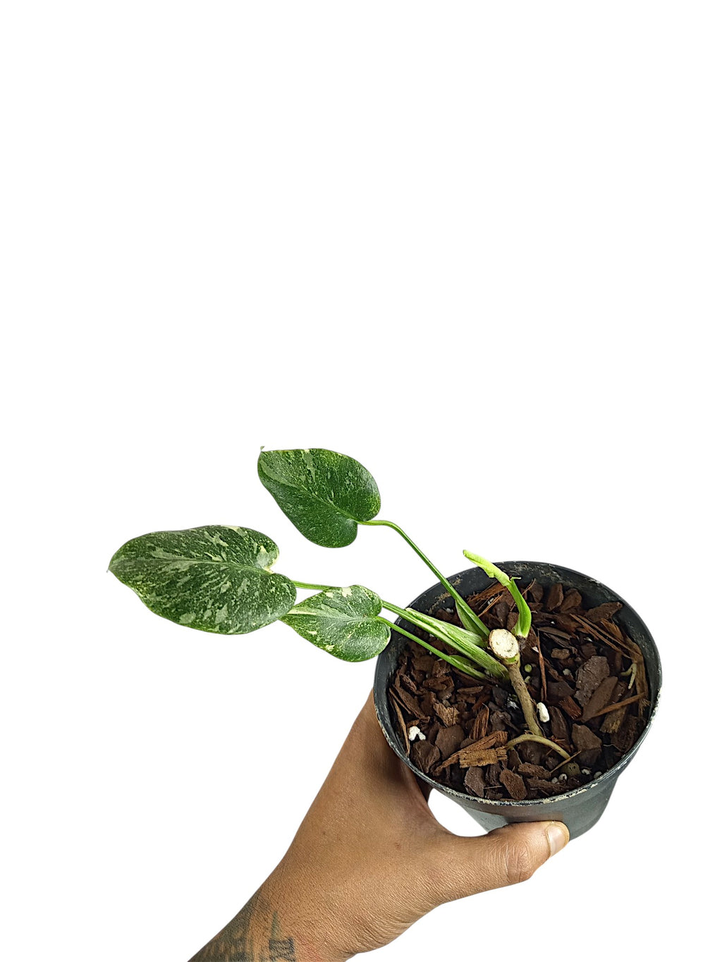 Monstera Thai Double Platinum