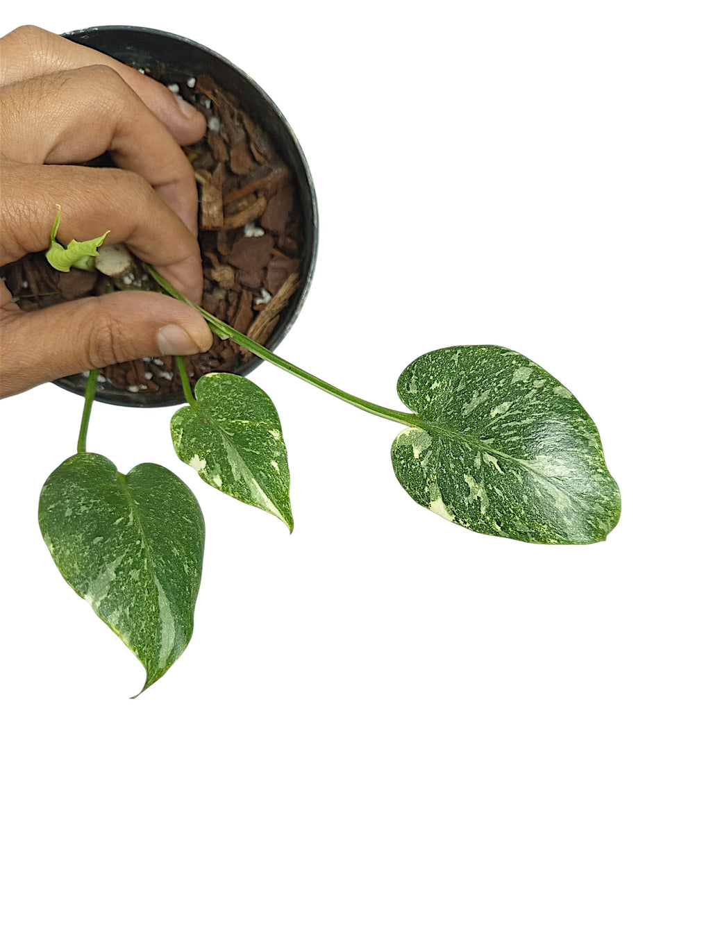 Monstera Thai Double Platinum