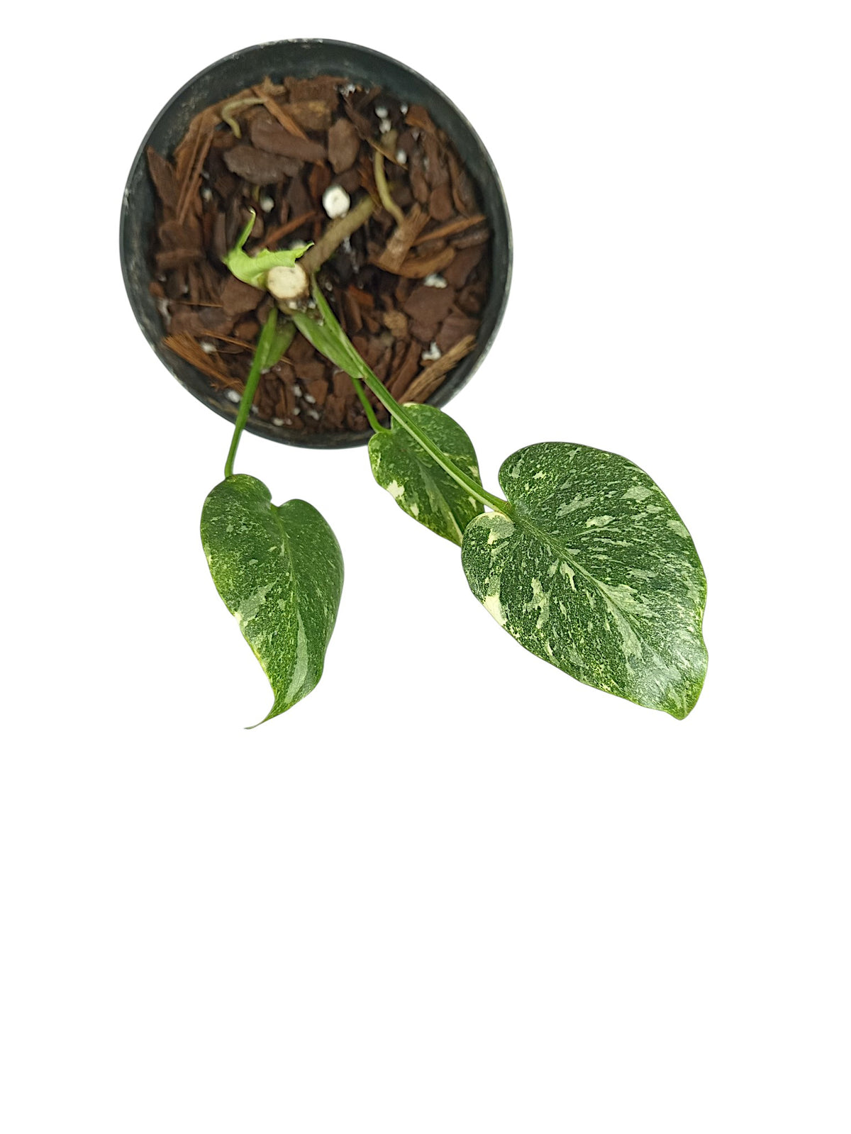 Monstera Thai Double Platinum