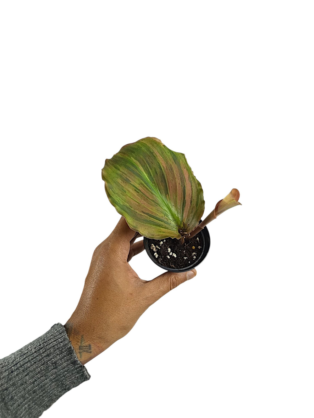 Kaempferia sp. Pink Variegated Ginger