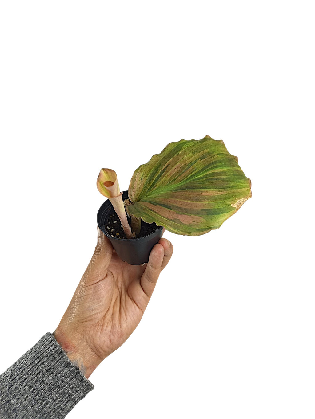 Kaempferia sp. Pink Variegated Ginger
