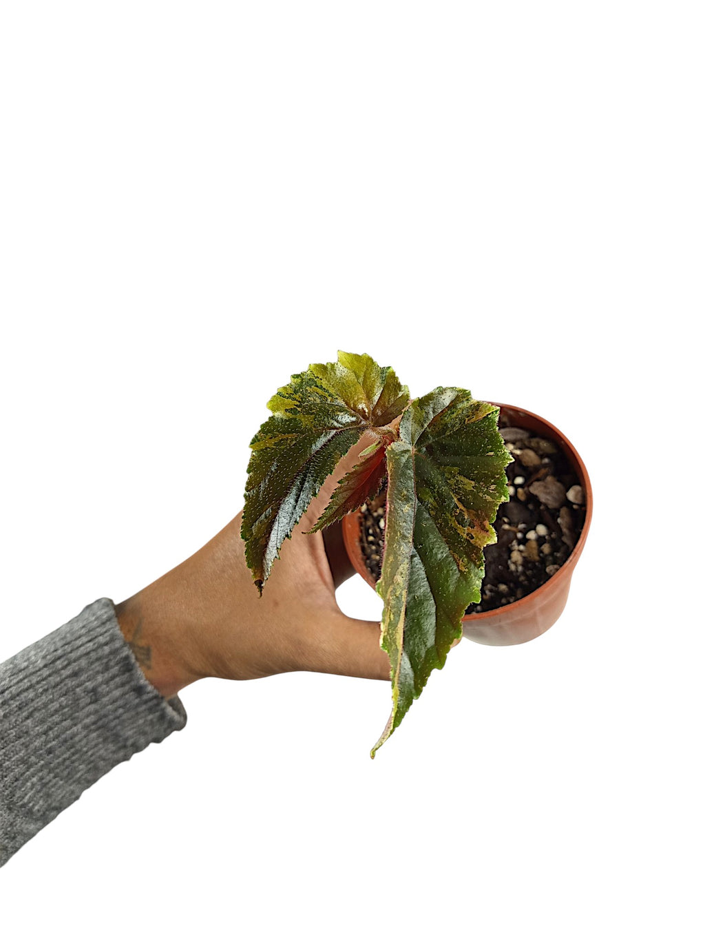 Begonia Ginny Galaxy Variegata