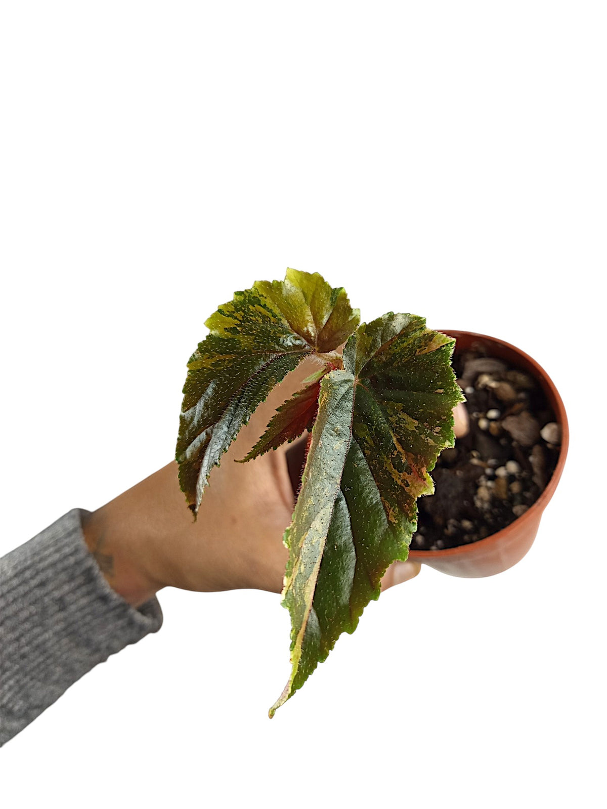 Begonia Ginny Galaxy Variegata