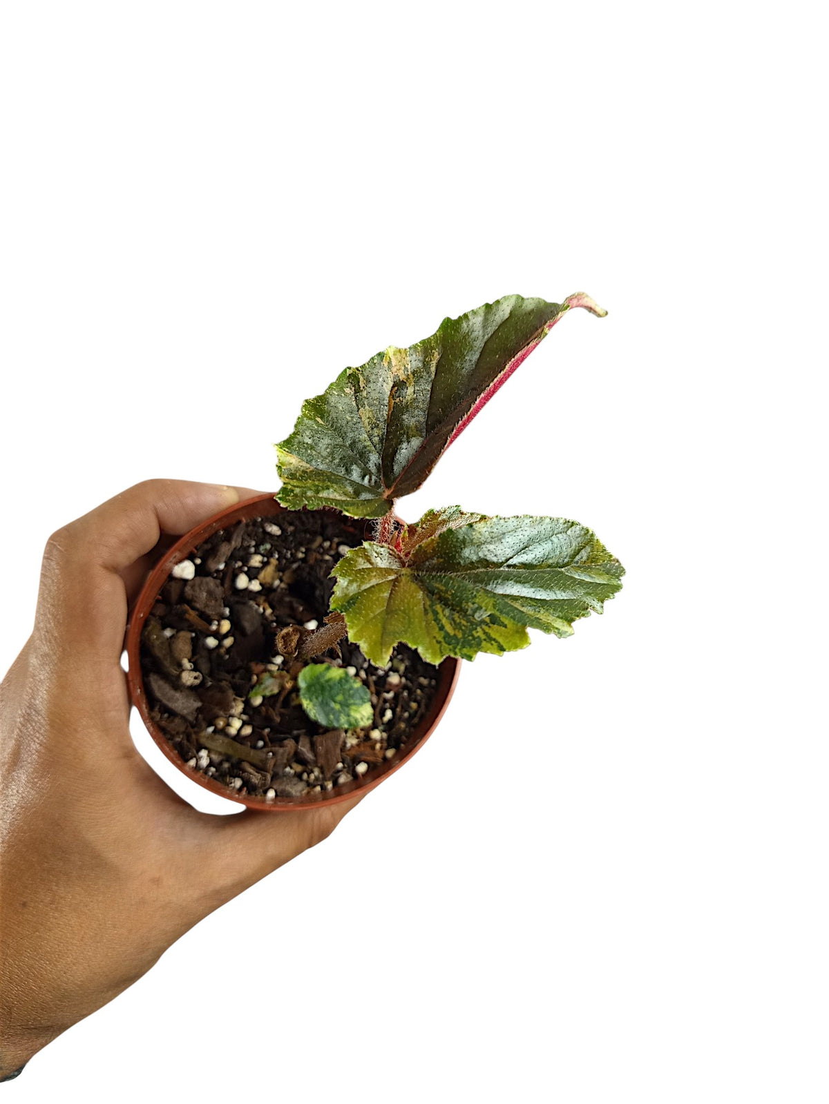 Begonia Ginny Galaxy Variegata
