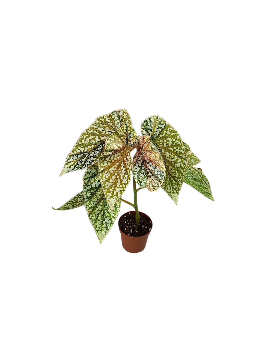 Begonia Snowcap Variegata