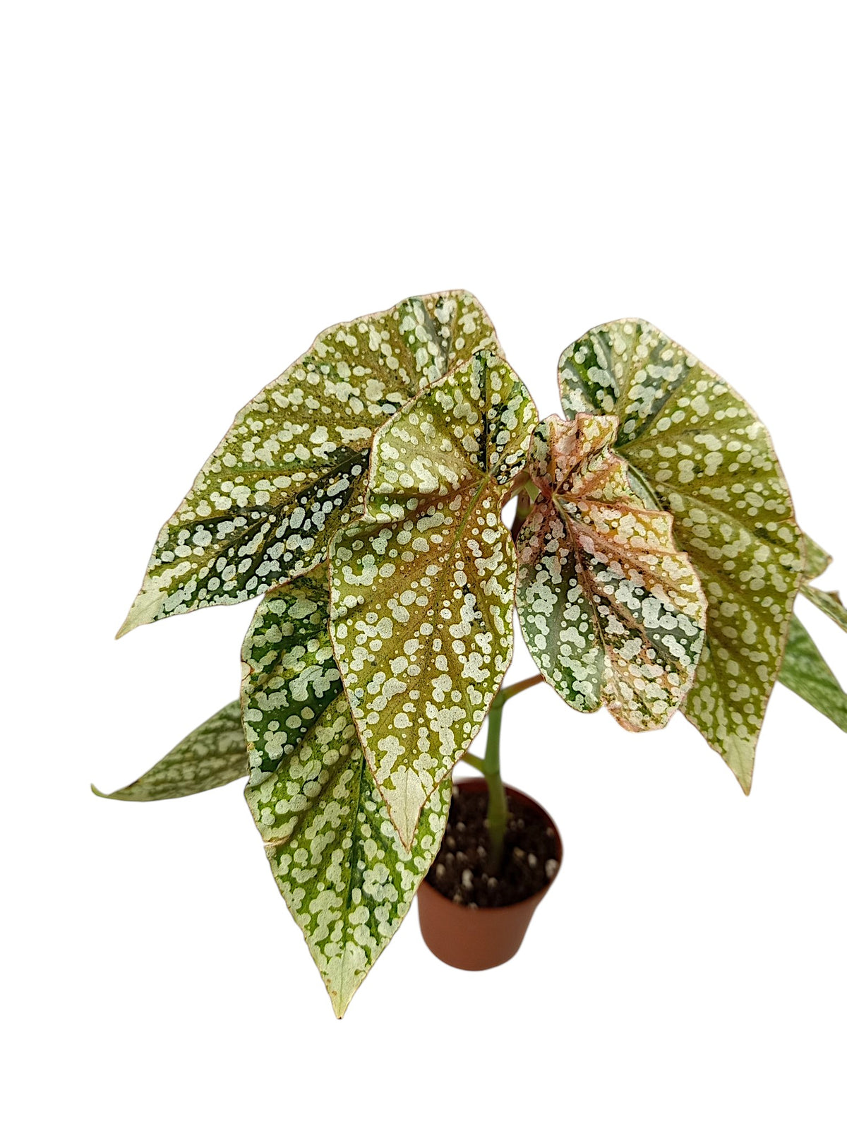 Begonia Snowcap Variegata