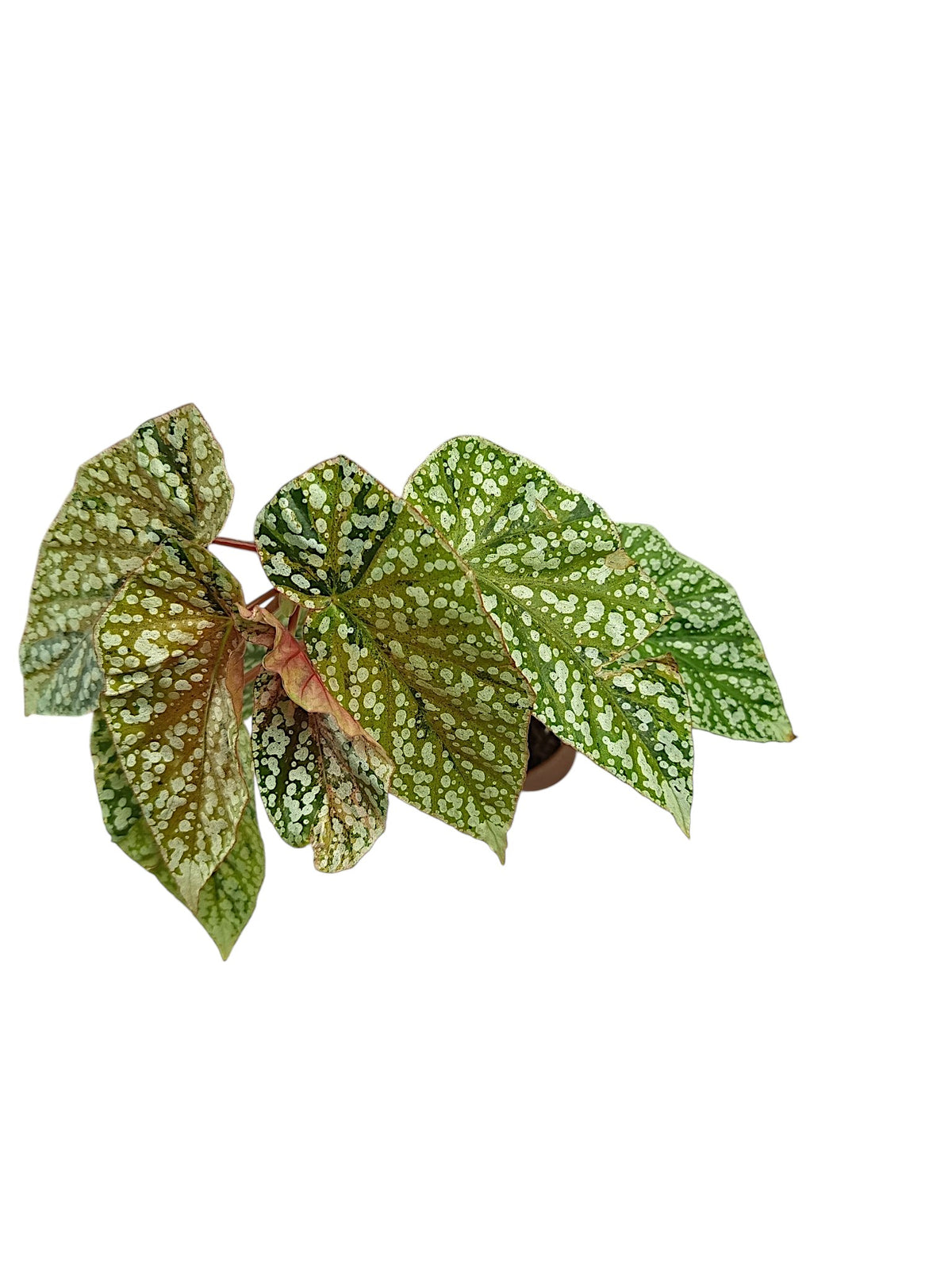 Begonia Snowcap Variegata