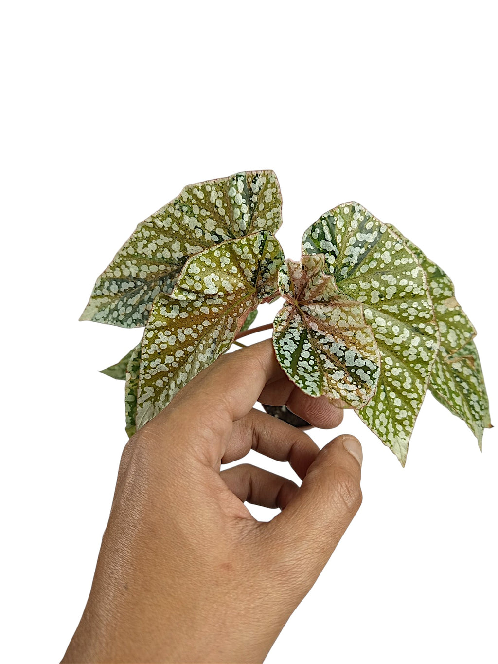 Begonia Snowcap Variegata