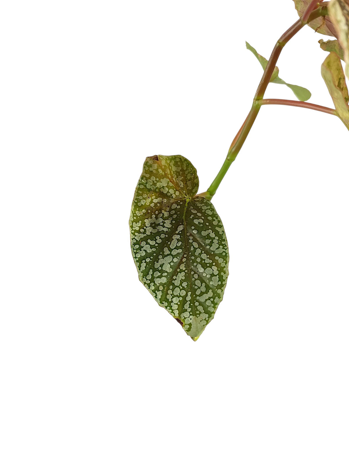 Begonia Snowcap Variegata